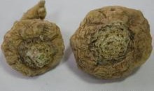 国产全黄,引领绿色环保新潮流